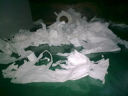 le chat attaque le papier toilettes