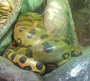 anaconda, déc. 2016 anaconda