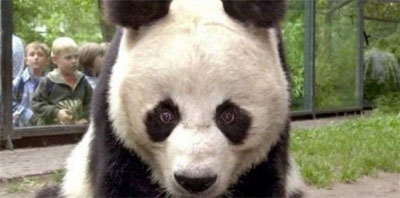 Bao Bao, août 2012 Bao Bao
